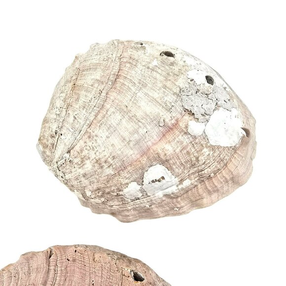 Abalone Shells Set of 2 Decorative Ocean-Themed Home Décor Art Pieces JE252 - Picture 9 of 13